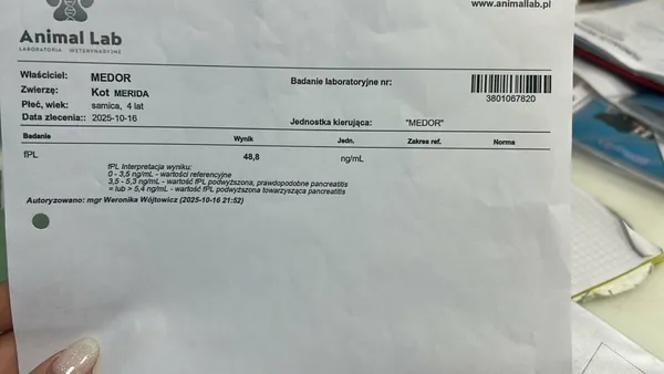 Kot do adopcji, Zgierz, 13 października 2025 (3/3)
