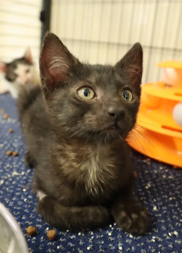 Kot do adopcji, Częstochowa, 7 czerwca 2025 (1/2)