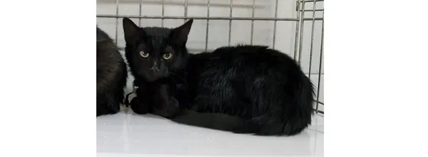 Znaleziono kota, Wrocław, 3 września 2025