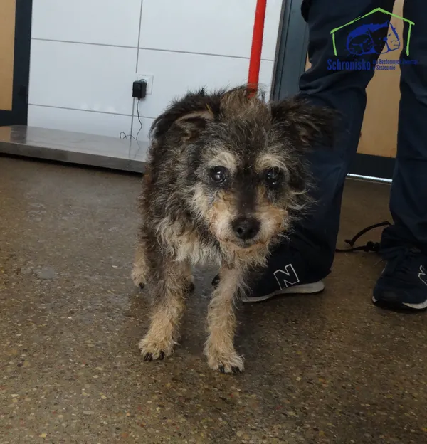 Znaleziono psa, Szczecin, 13 października 2025