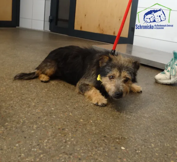 Znaleziono psa, Szczecin, 13 października 2025 (2/2)