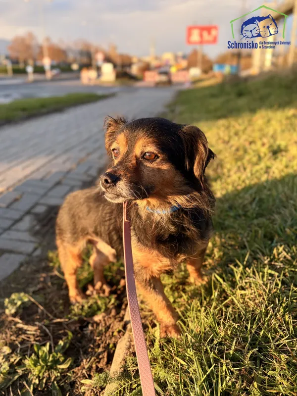 Znaleziono psa, Szczecin, 13 października 2025 (1/2)