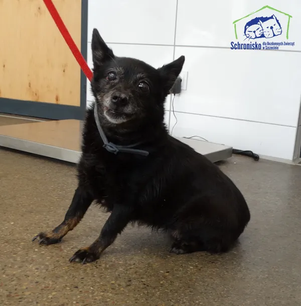 Znaleziono psa, Szczecin, 13 października 2025