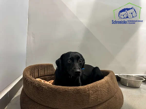 Znaleziono psa, Szczecin, 11 października 2025 (4/4)