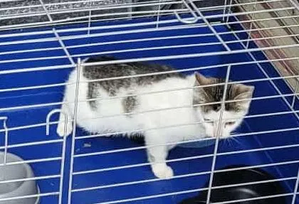 Znaleziono kota, Toruń, 10 października 2025