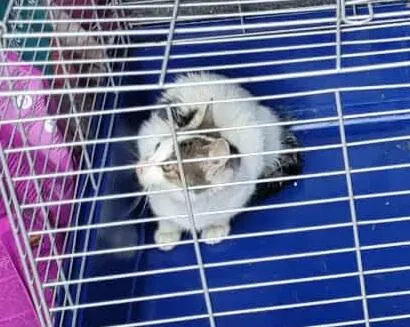 Znaleziono kota, Toruń, 10 października 2025