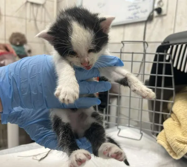 Znaleziono kota, Toruń, 9 października 2025