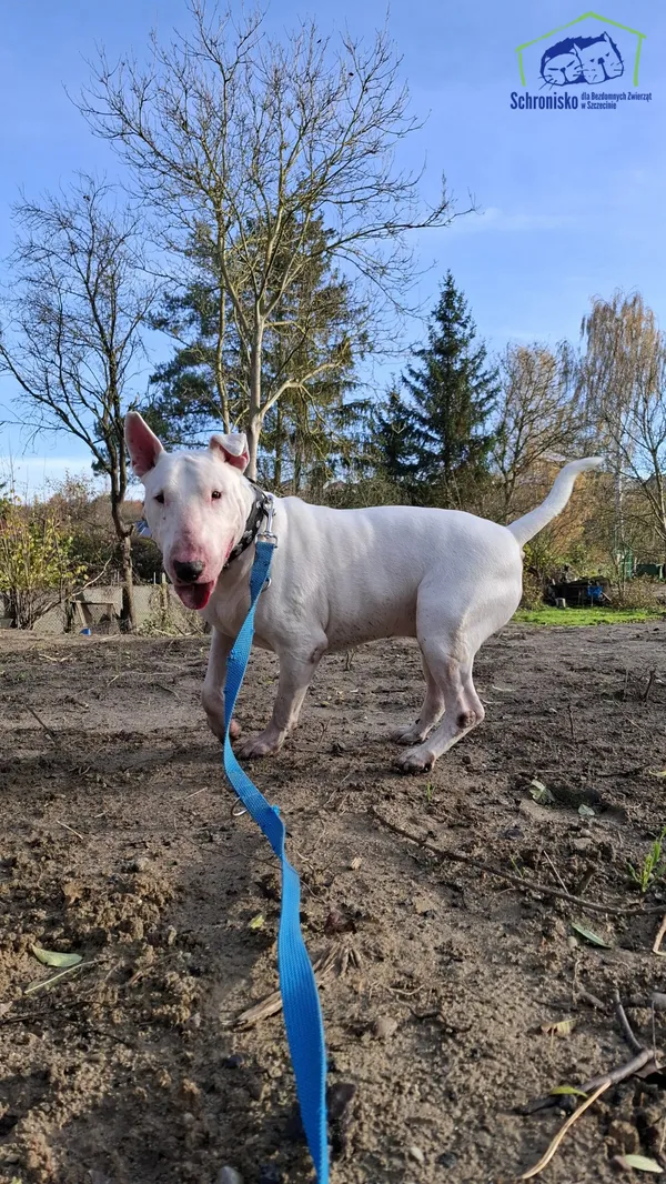 Pies do adopcji, Szczecin, 10 października 2025 (3/5)