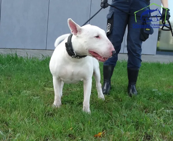 Pies do adopcji, Szczecin, 10 października 2025 (5/5)