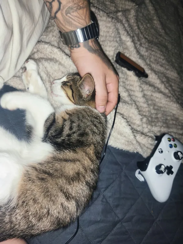 Znaleziono kota, Łódź, 13 października 2025