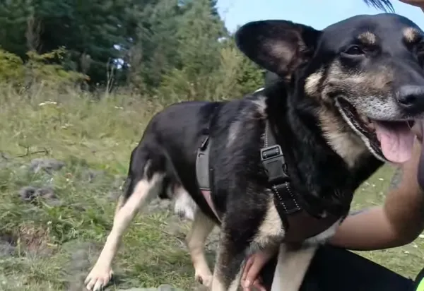 Zaginął pies, Niemcz, 14 października 2025 (1/4)