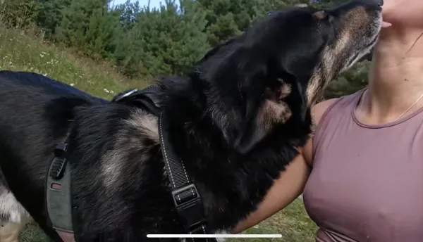 Zaginął pies, Niemcz, 14 października 2025 (3/4)