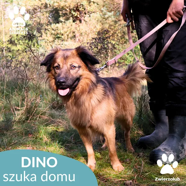 Pies do adopcji, Dąbrówka, 13 października 2025 (2/4)