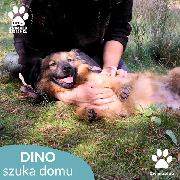 Pies do adopcji, Dąbrówka, 13 października 2025 (4/4)