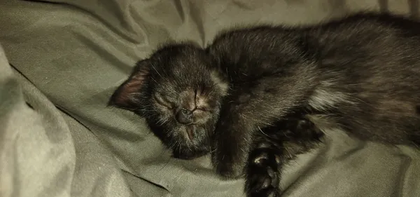 Zaginął kot, Łódź, Zarzew, 14 października 2025 (1/5)