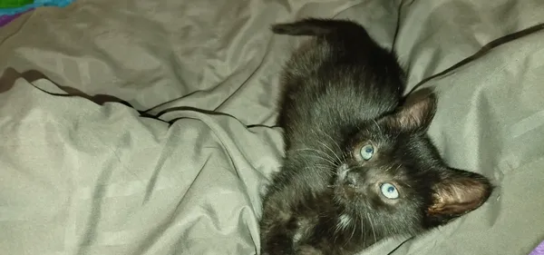 Zaginął kot, Łódź, Zarzew, 14 października 2025 (2/5)