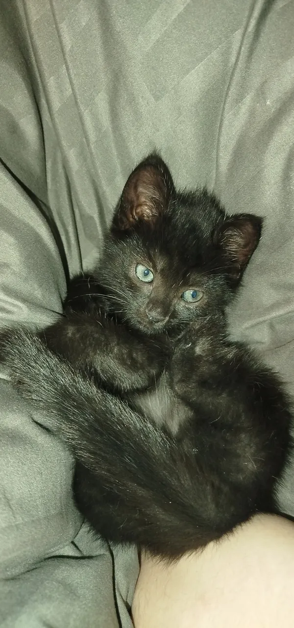 Zaginął kot, Łódź, Zarzew, 14 października 2025 (3/5)