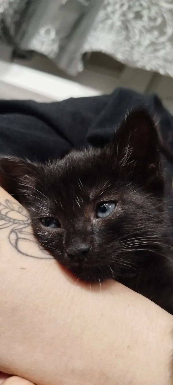 Zaginął kot, Łódź, Zarzew, 14 października 2025 (4/5)