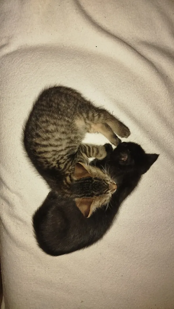 Zaginął kot, Łódź, Zarzew, 14 października 2025 (5/5)