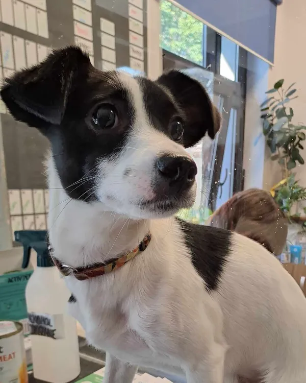 Pies do adopcji, Olsztyn, 24 września 2025