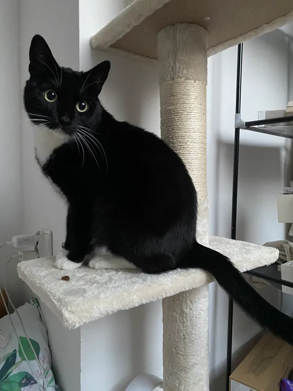 Zaginął kot, Gdynia, Wzgórze Świętego Maksymiliana, 17 października 2025 (1/4)