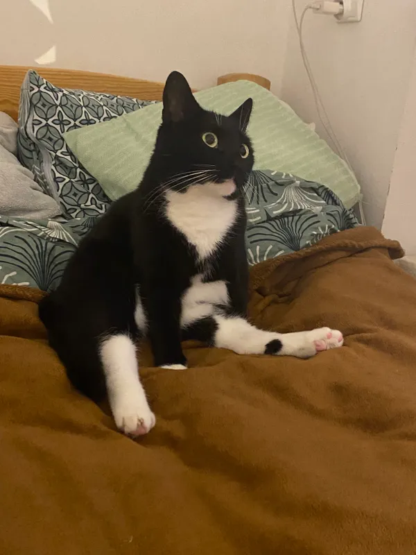 Zaginął kot, Gdynia, Wzgórze Świętego Maksymiliana, 17 października 2025 (2/4)