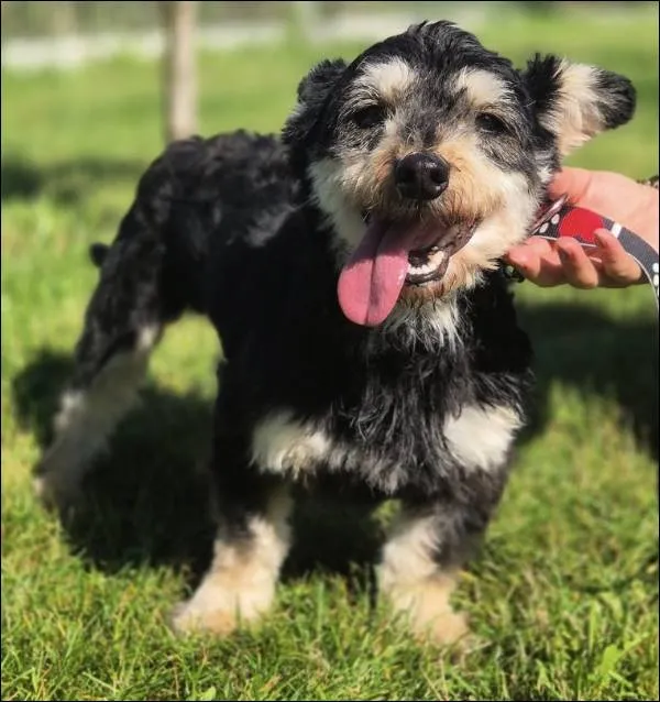 Znaleziono psa, Grudziądz, 14 lipca 2025