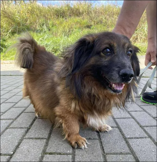 Znaleziono psa, Grudziądz, 13 października 2025