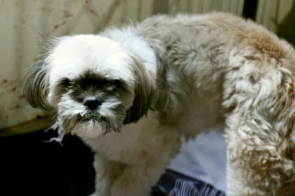 Znaleziono psa, Wałbrzych, 13 października 2025