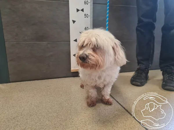 Znaleziono psa, Chełmek, 13 października 2025