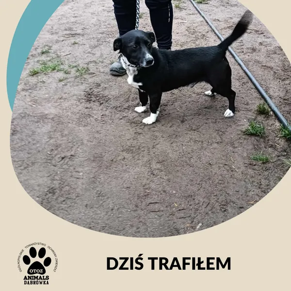 Znaleziono psa, Dąbrówka, 13 października 2025