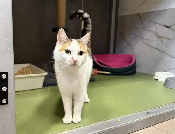 Znaleziono kota, Chojnice, 12 października 2025 (2/2)