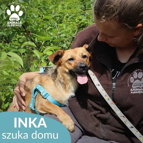 Znaleziono psa, Dąbrówka, 30 lipca 2026 (1/4)