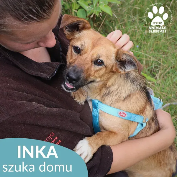 Znaleziono psa, Dąbrówka, 30 lipca 2026 (2/4)