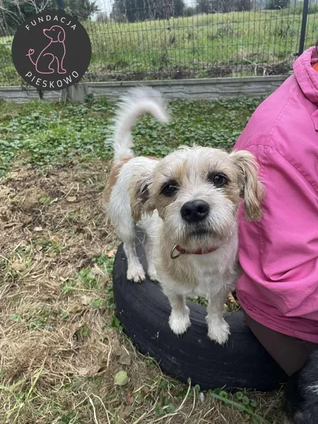 Pies do adopcji, Wolsztyn, 11 października 2025