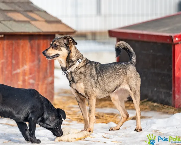Pies do adopcji, Racławice, 9 października 2025 (2/5)