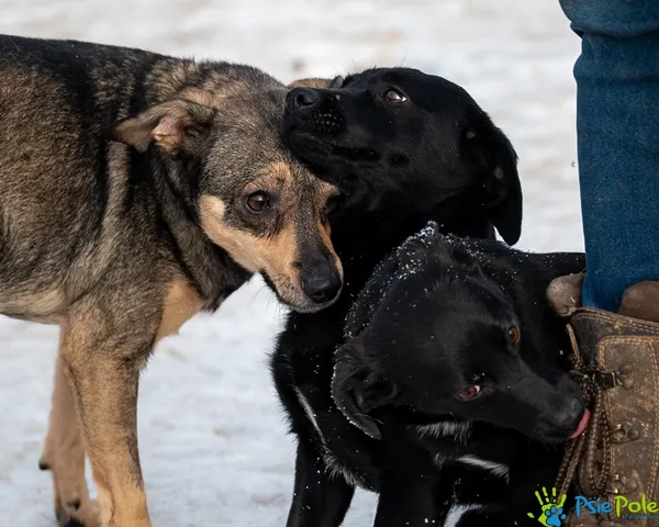Pies do adopcji, Racławice, 9 października 2025 (4/5)