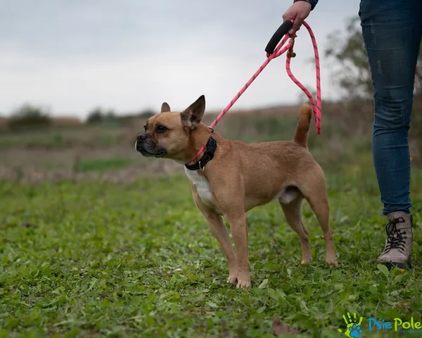 Znaleziono psa, Racławice, 13 października 2025 (3/5)