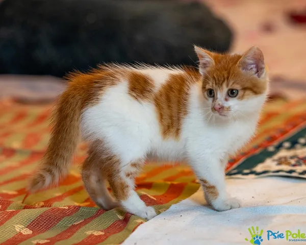 Znaleziono kota, Racławice, 12 października 2025 (2/5)