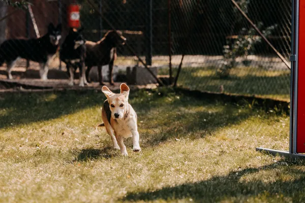 Pies do adopcji, Czartki, 15 października 2025 (5/5)