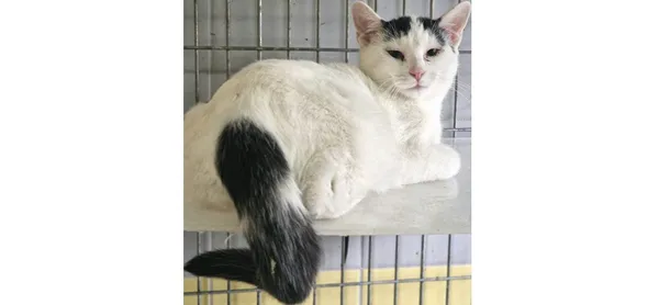 Kot do adopcji, Wrocław, 20 czerwca 2025