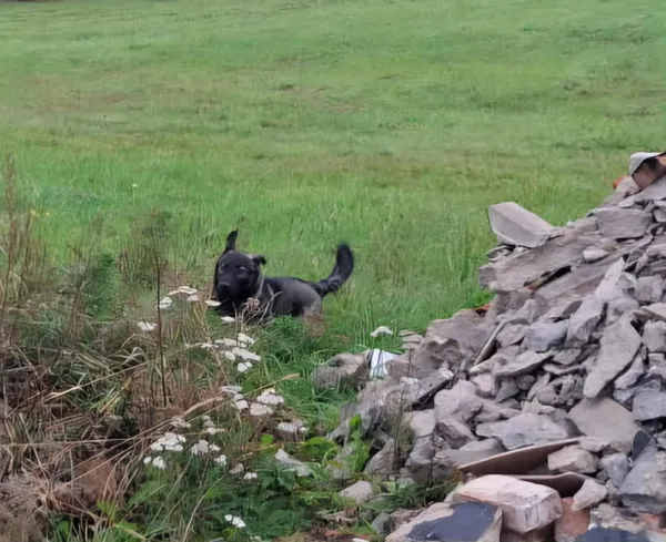 Znaleziono psa, Dąbrówka, 17 października 2025 (1/2)