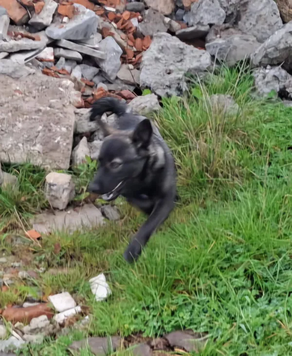 Znaleziono psa, Dąbrówka, 17 października 2025 (2/2)