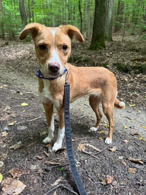 Pies do adopcji, Sopot, 14 października 2025 (1/5)