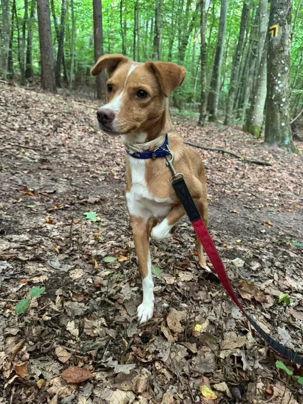 Pies do adopcji, Sopot, 14 października 2025 (2/5)