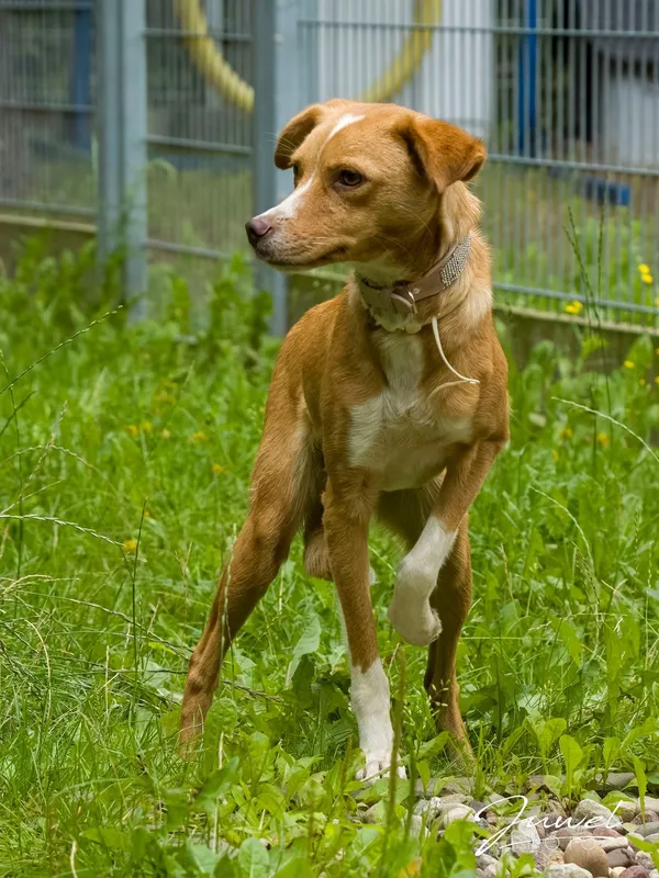 Pies do adopcji, Sopot, 14 października 2025 (5/5)