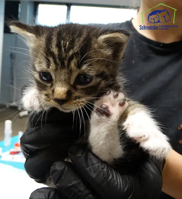 Kot do adopcji, Szczecin, 14 października 2025