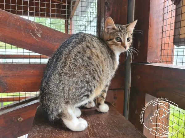 Kot do adopcji, Chełmek, 12 września 2025