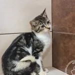 Kot do adopcji