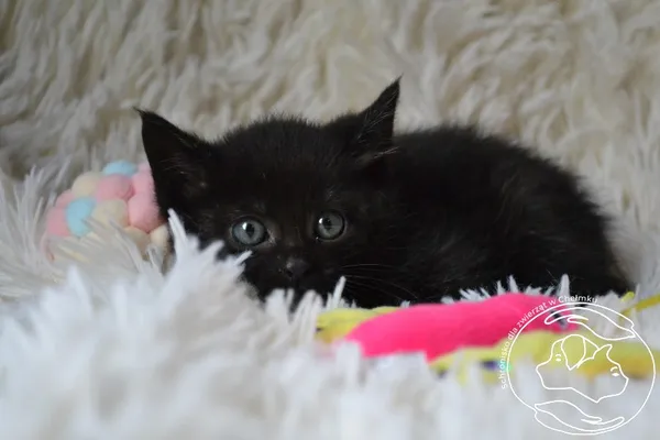 Kot do adopcji, Chełmek, 3 września 2025